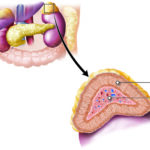 The Impact of Hormones on Endocrine Function