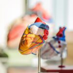 The Link Between Vascular Disease and Lifestyle Choices