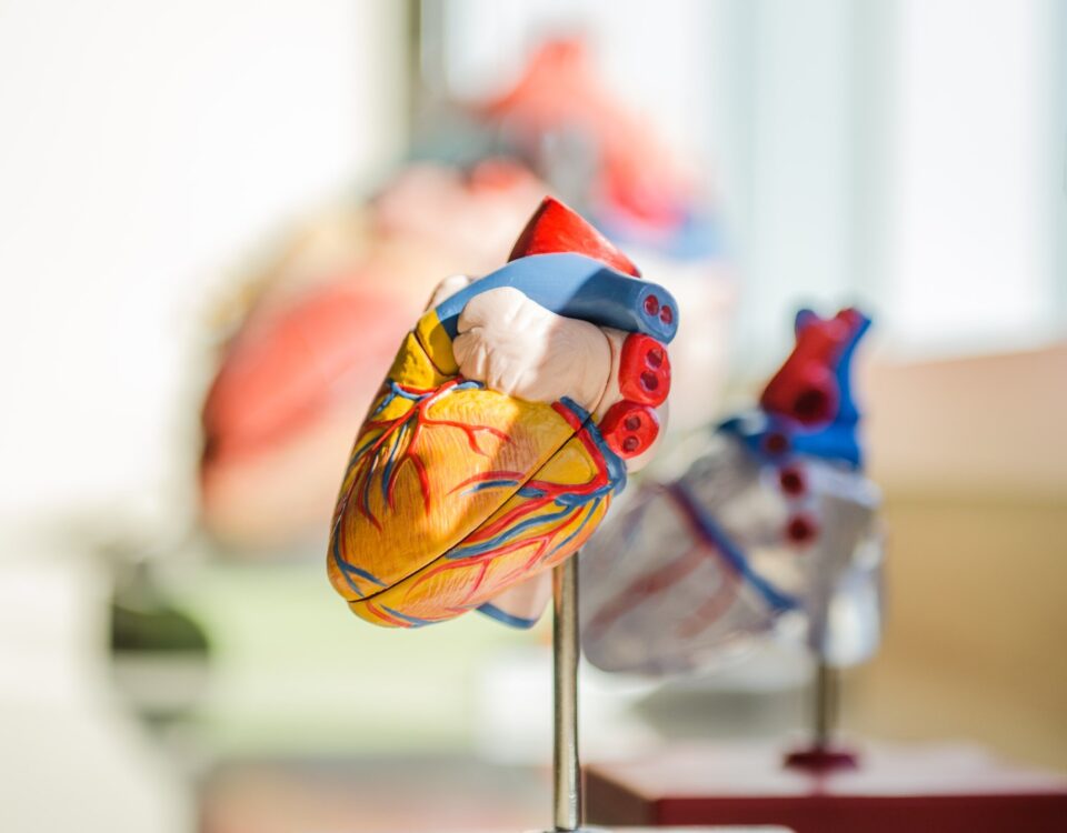 The Link Between Vascular Disease and Lifestyle Choices